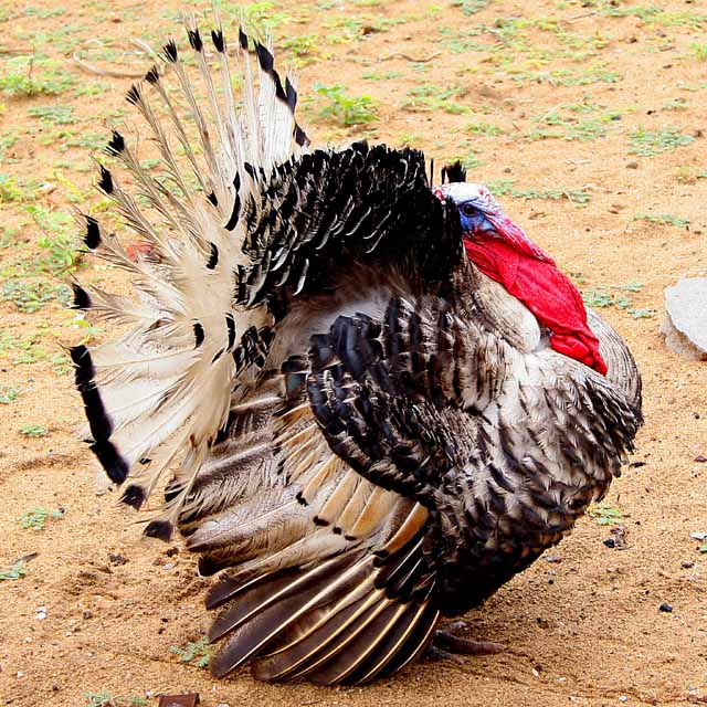Turkey 1