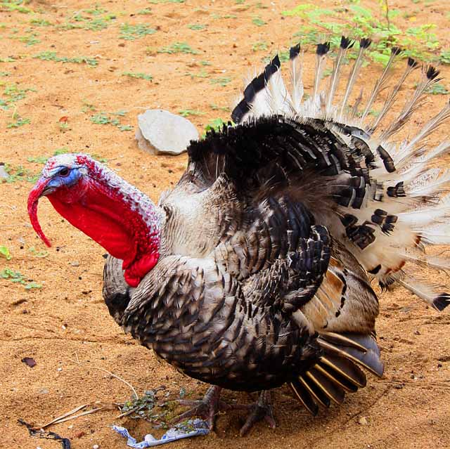 Turkey 2