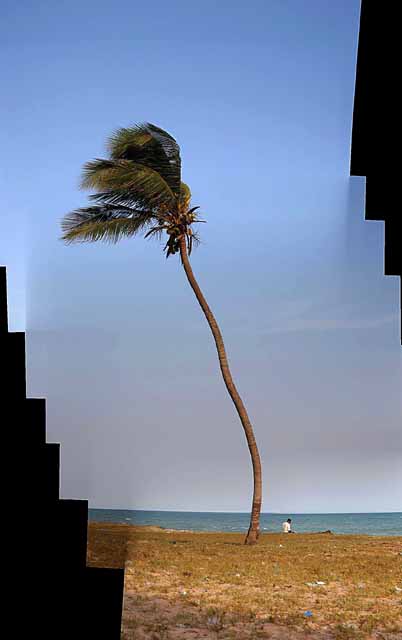 Palm tree