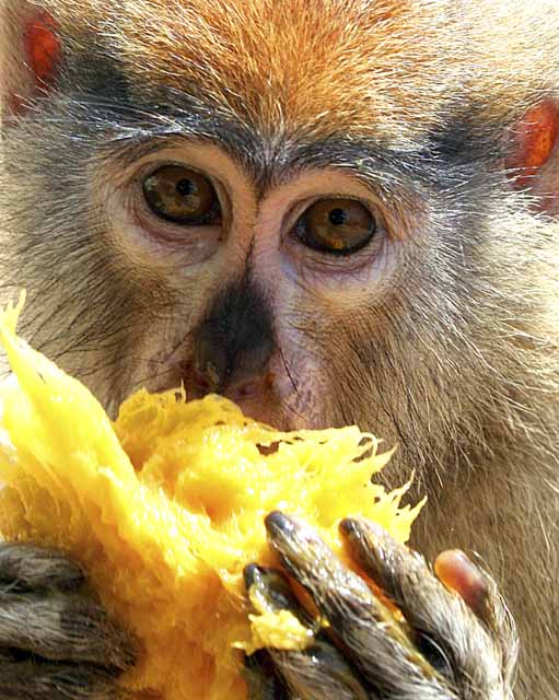 The Ada Foah monkey