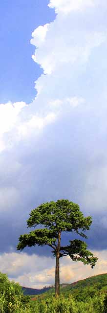 A tree