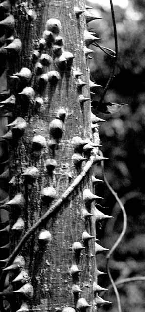 a tree