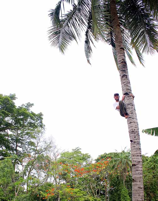 Karl climbs a tree