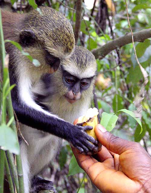 Monkeys!