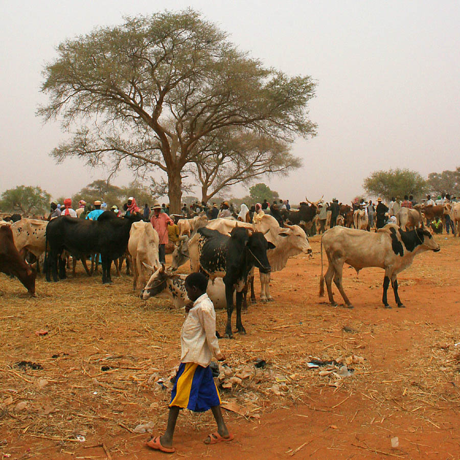 Kolo Market 7