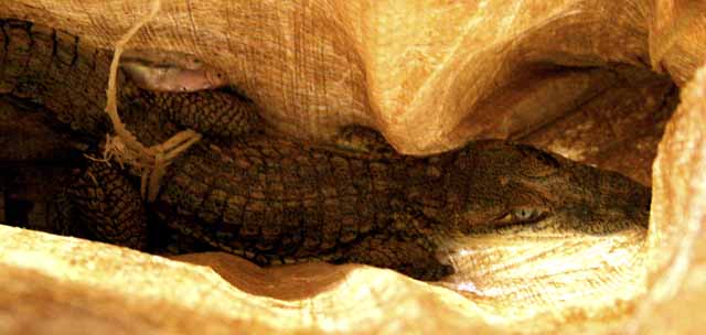 Baby crocodile
