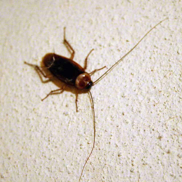 A bug in the bathroom