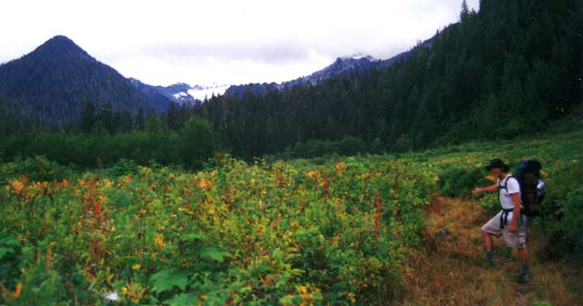 Up Milk Creek