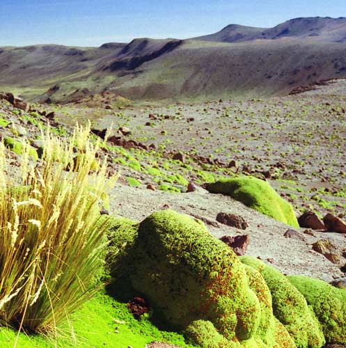 Yareta
